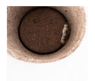Maceta Biodegradable con Semillas de Hierbas Aromáticas