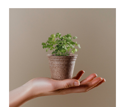 MACETA BIODEGRADABLE CERES ALBAHACA - AGY52080KALBAHACA