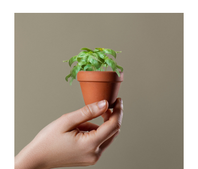 Maceta de Terracota con Semillas de Albahaca - AGY50549